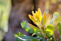 Serrated Ã Â¸Â´brown leaves of Banksia serrata at Australia forest.